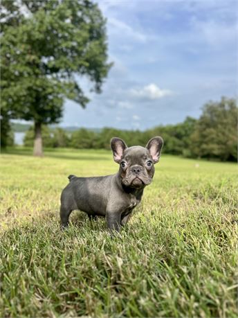 AKC Blue Female