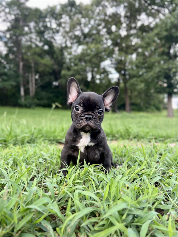 AKC Black Brindle Male