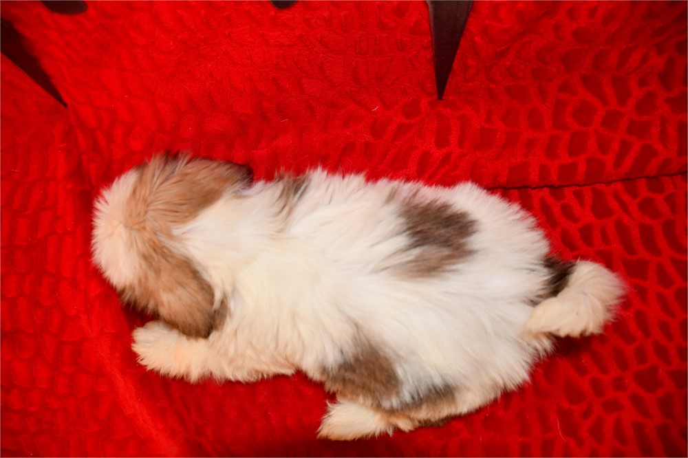 CHANELLE - 3.05 LBS