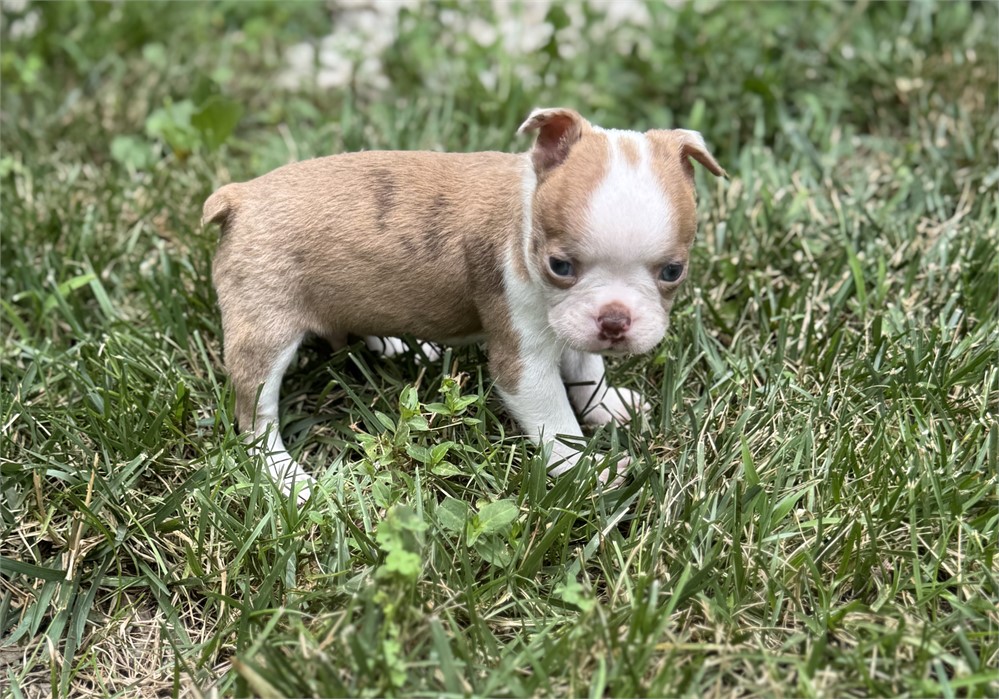 Adorable Boston Male