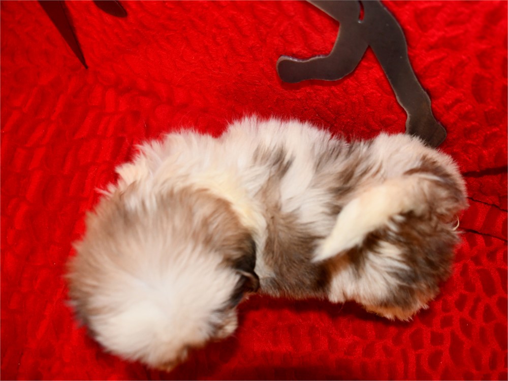 CLOVER - 2.06 LBS