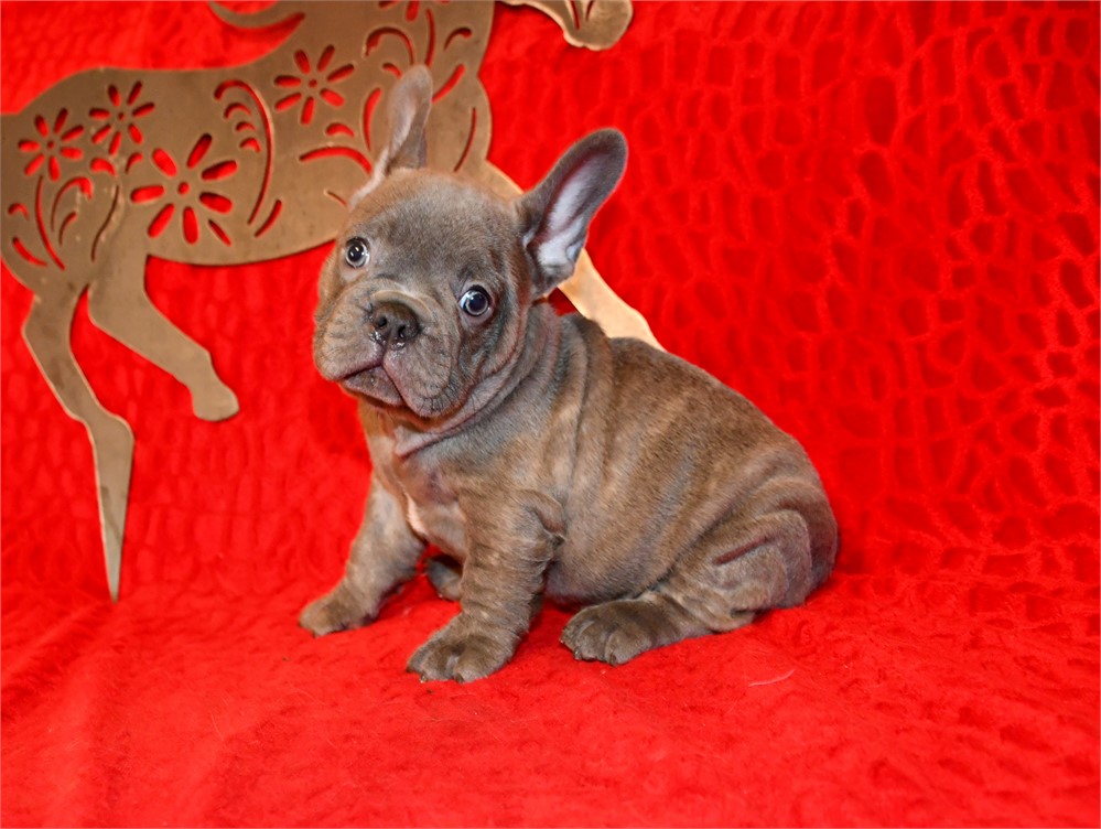 QUINTIN - LILAC BRINDLE