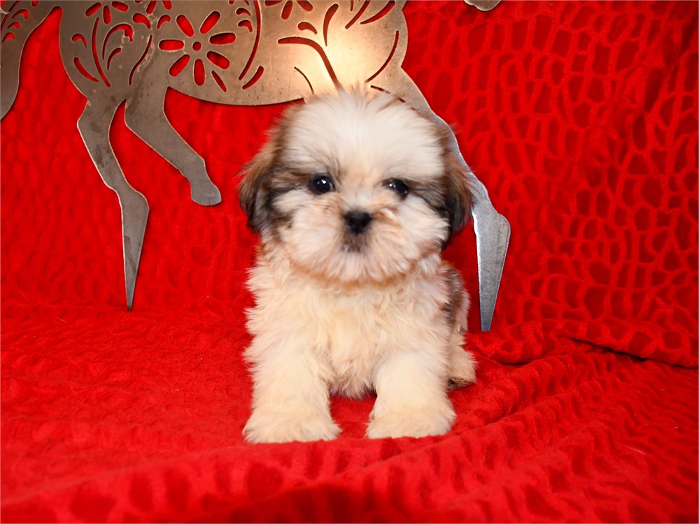 CHANELLE - 3.05 LBS