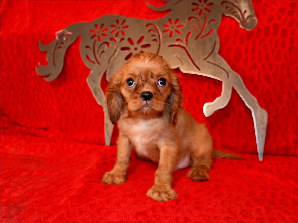 BUTTERSCOTCH - 4 LBS 11 OZ