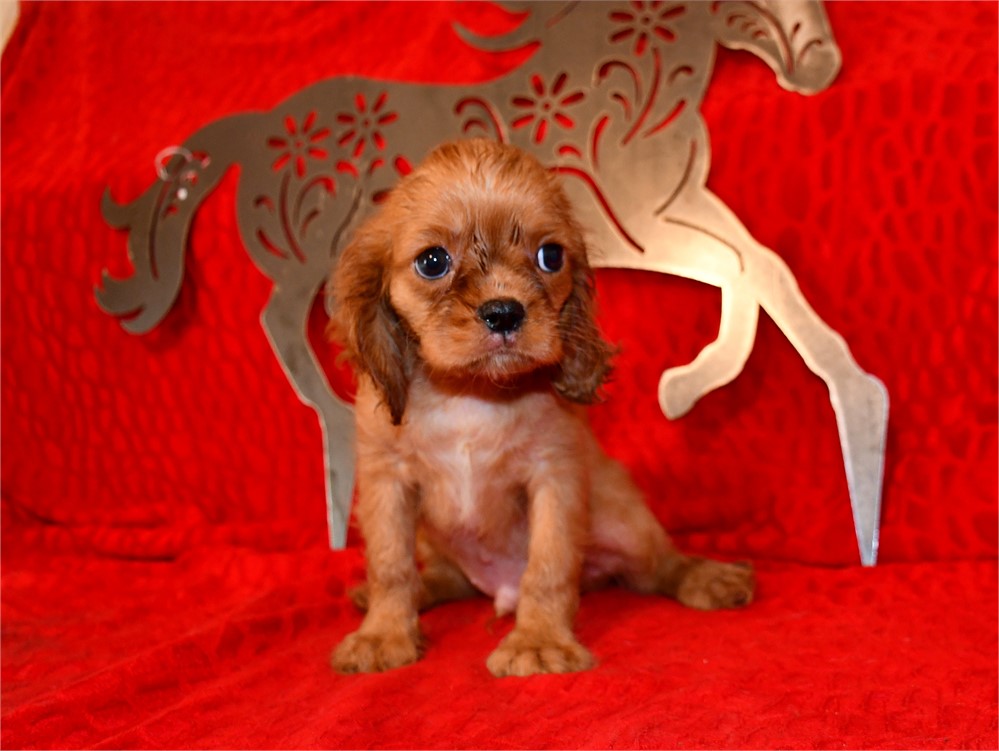 BUTTERSCOTCH - 4 LBS 11 OZ