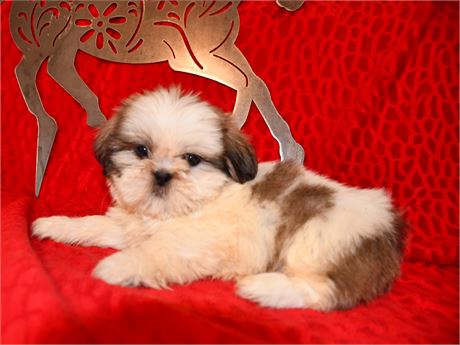 CHANELLE - 3.05 LBS