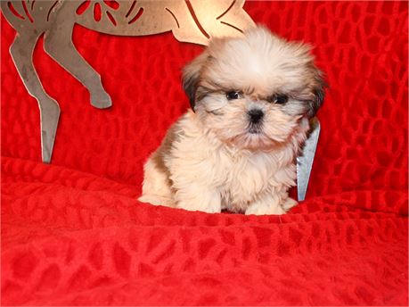 CHERRY - 2.06 LBS
