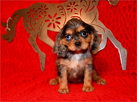 BLITZ - 4 LBS 1 OZ