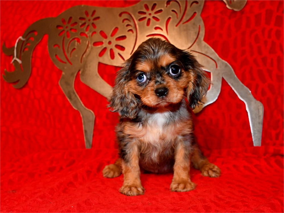 BLITZ - 4 LBS 1 OZ