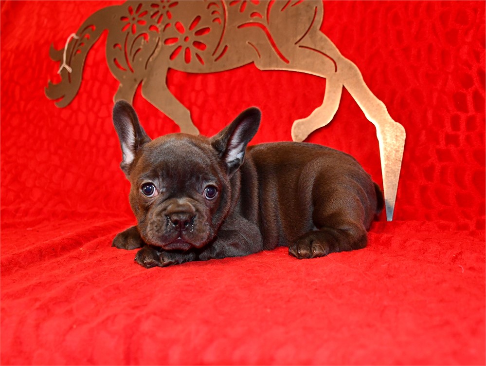 QUILLETTE - DARK BLUE