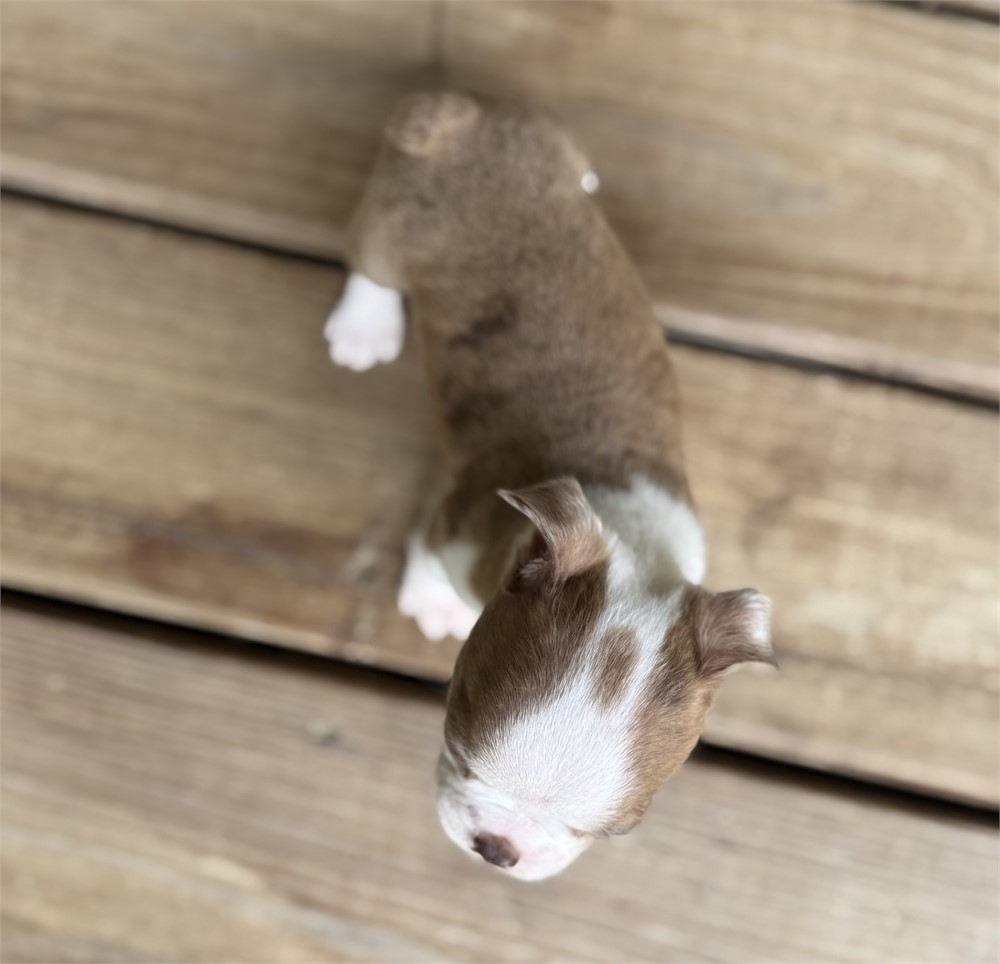 Adorable Boston Male