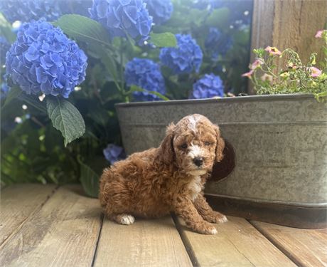 Very Nice Mini Male