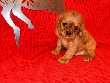 BUTTONS - 4 LBS 1 OZ