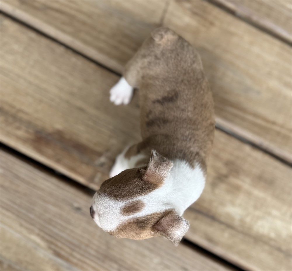 Adorable Boston Male