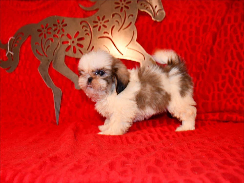 CLOVER - 2.06 LBS