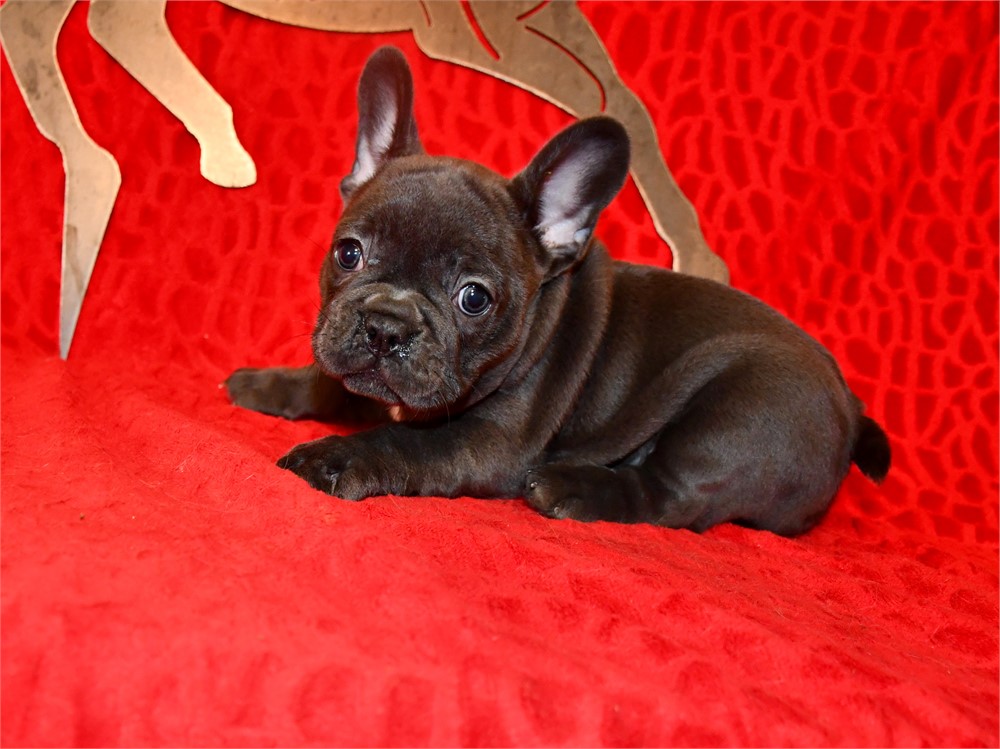 QUILLETTE - DARK BLUE