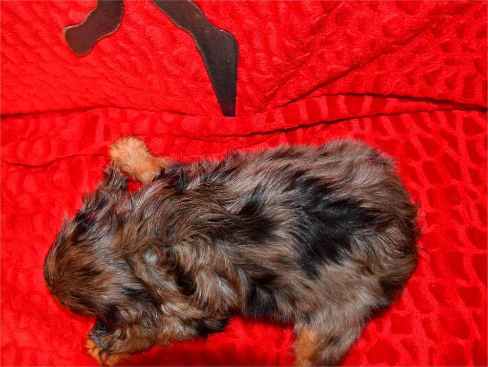 BLITZ - 4 LBS 1 OZ