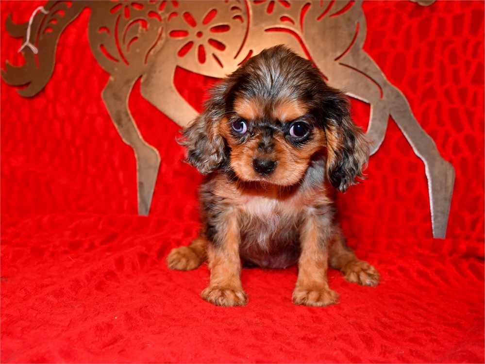 BLITZ - 4 LBS 1 OZ