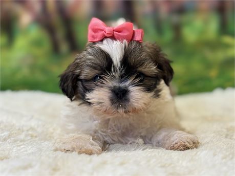 AKC Female Shih Tzu