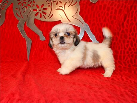 CHIRPY - 2.03 LBS