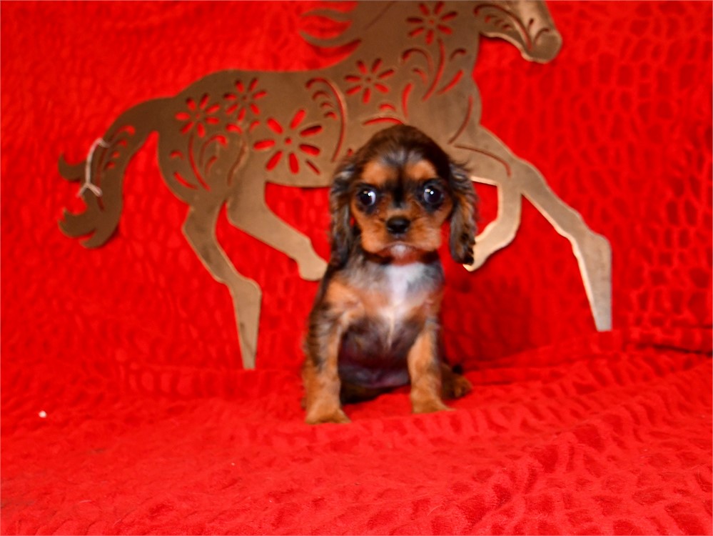 BUBBLES - 3 LBS 11 OZ
