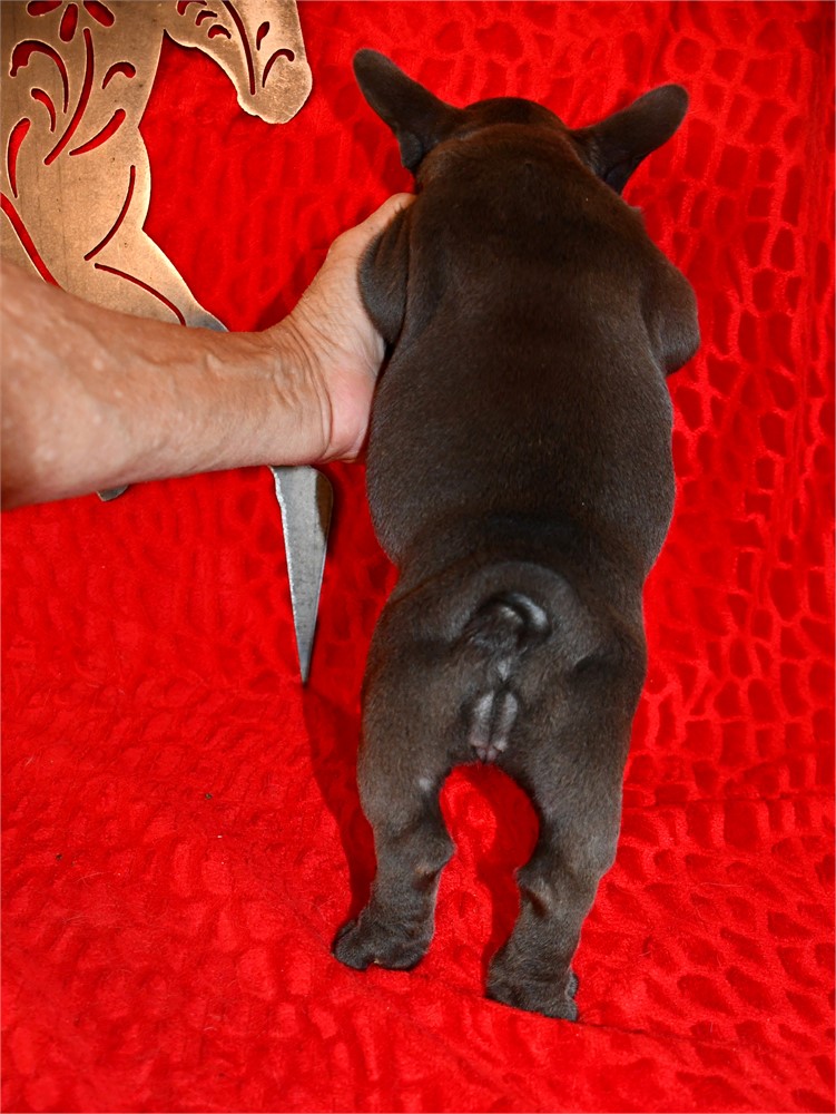 QUILLETTE - DARK BLUE