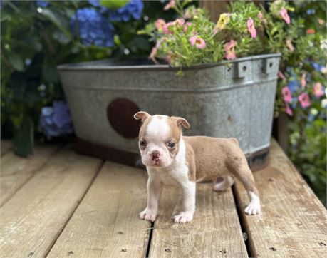 Adorable Boston Male