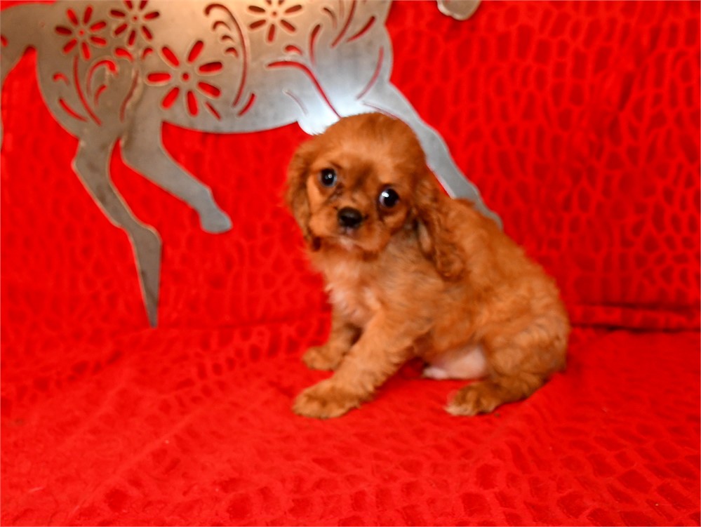 BUTTONS - 4 LBS 1 OZ
