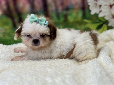 AKC Male Shih Tzu