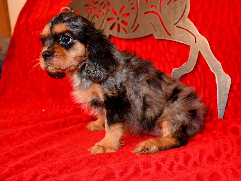 BEAU - 5 LBS 15 OZ