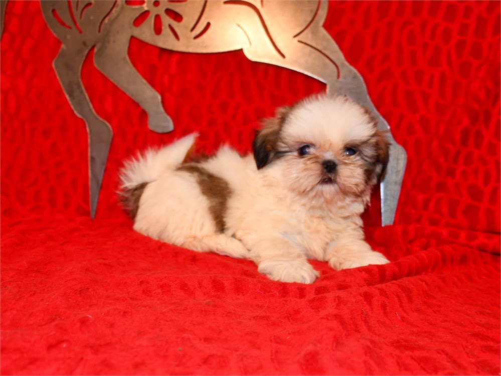 CLOVER - 2.06 LBS