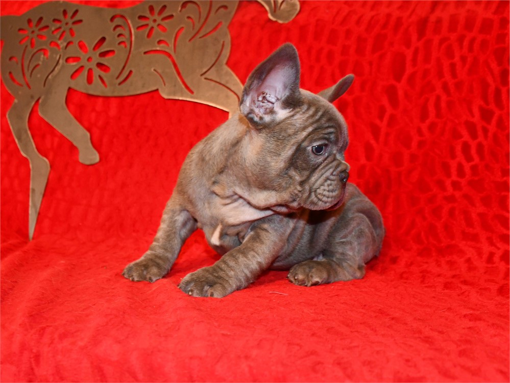 QUINTIN - LILAC BRINDLE