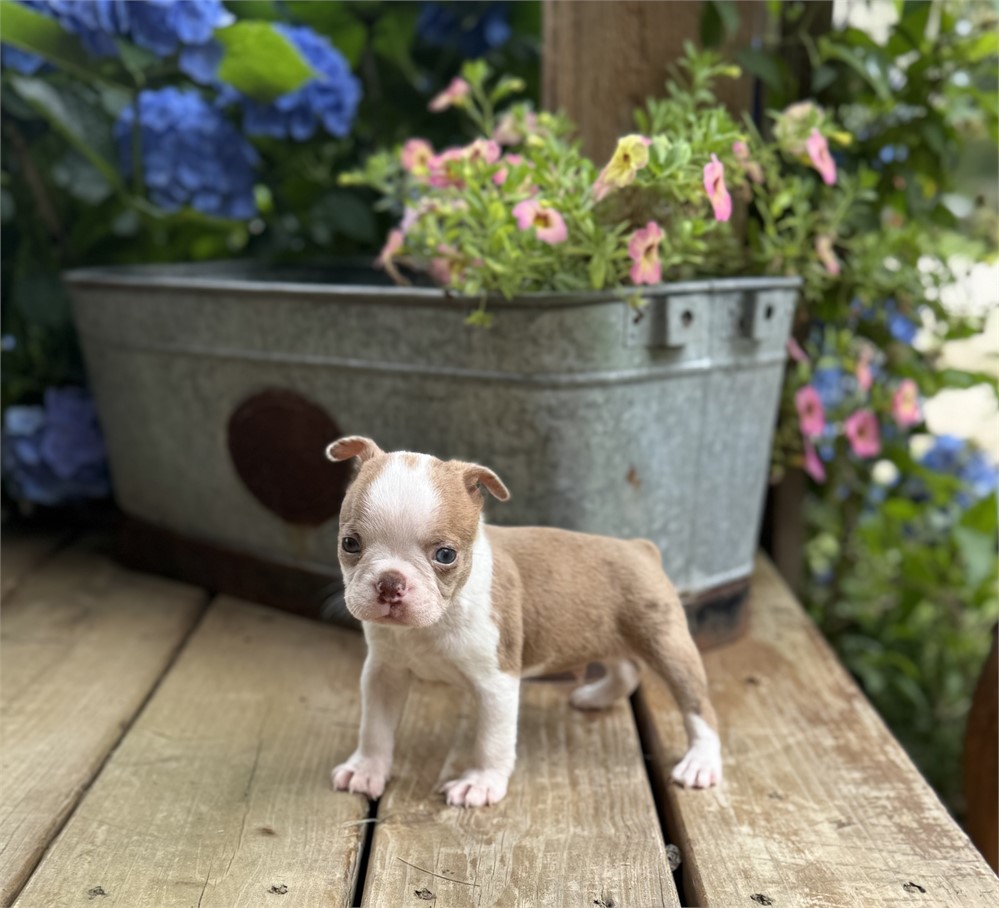 Adorable Boston Male