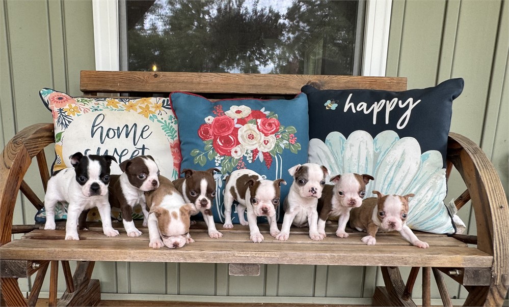 Adorable Boston Male