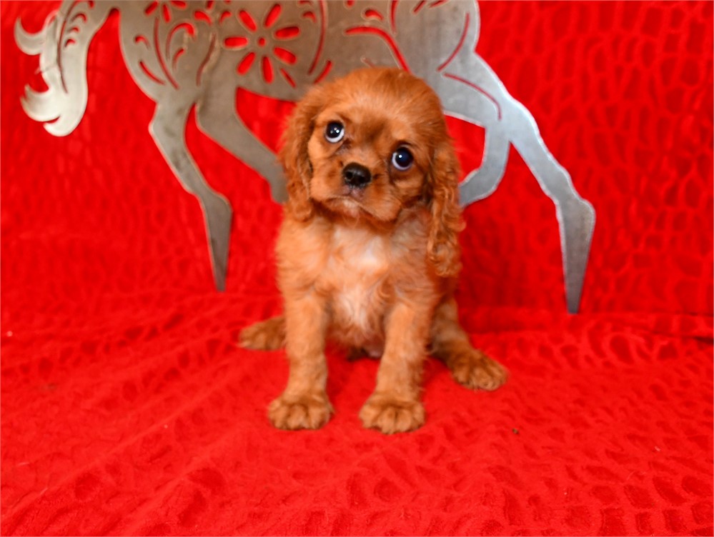 BUTTONS - 4 LBS 1 OZ