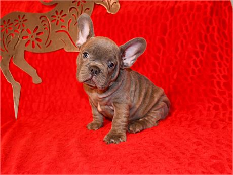 QUINTIN - LILAC BRINDLE