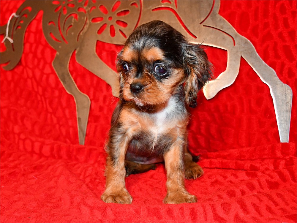 BUBBLES - 3 LBS 11 OZ