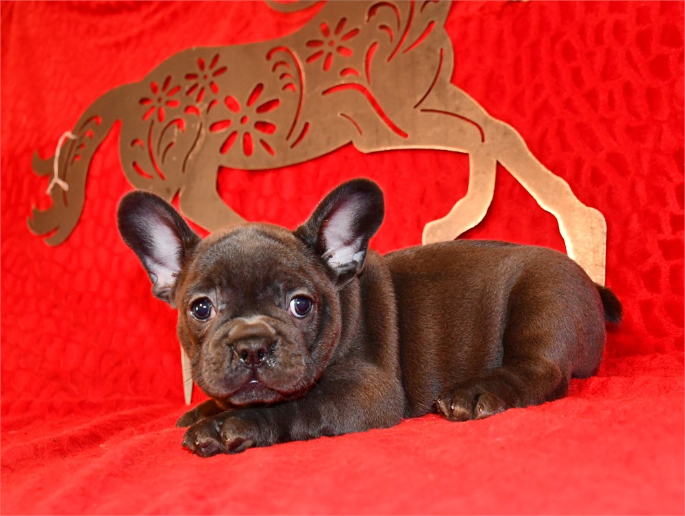 QUILLETTE - DARK BLUE