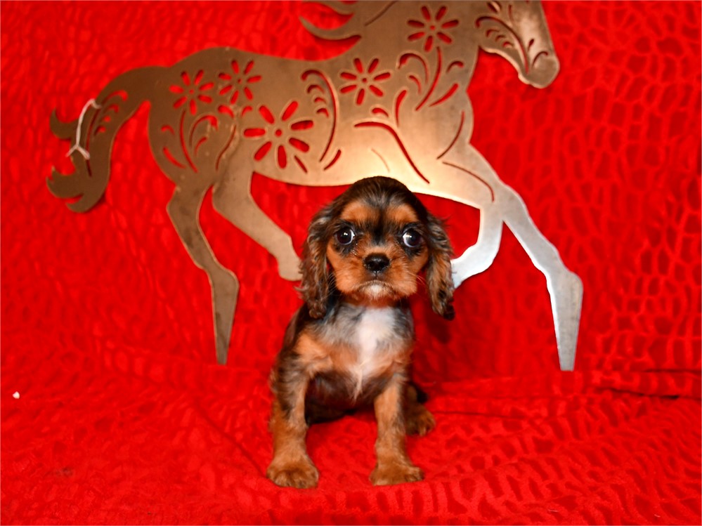 BUBBLES - 3 LBS 11 OZ