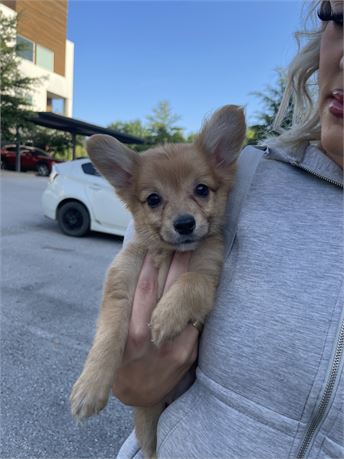 Tiny