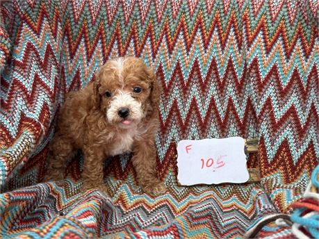 Cockapoo clean usda