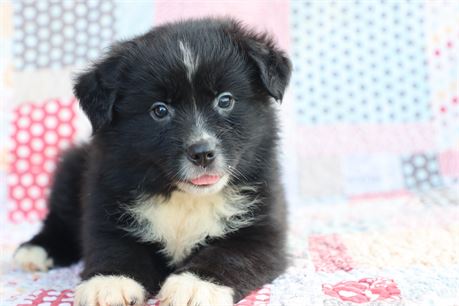USDA CLEAN* ASDR Reg Mini Aussie