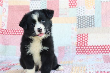 USDA CLEAN* ASDR Reg Mini Aussie