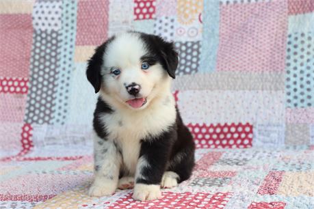 USDA CLEAN* ASDR Reg Mini Aussie