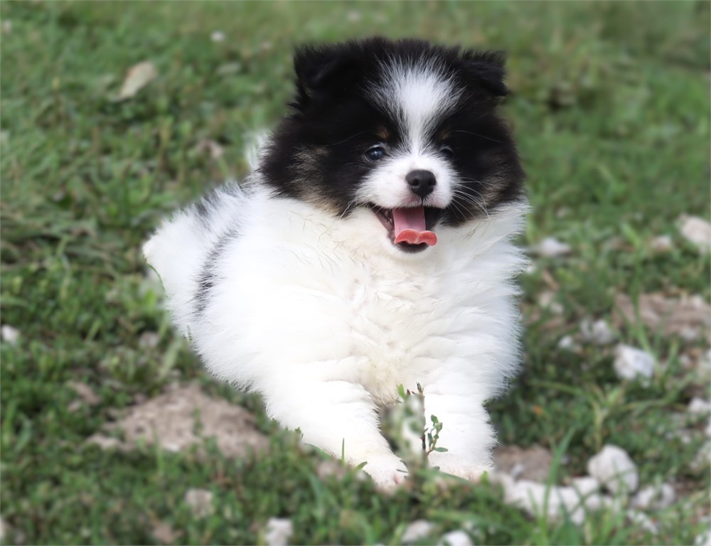 Female Pom