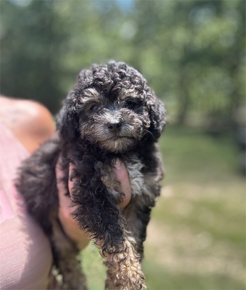 Friendly Mini Female