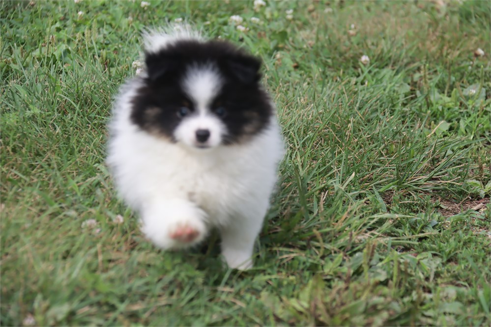 Female Pom