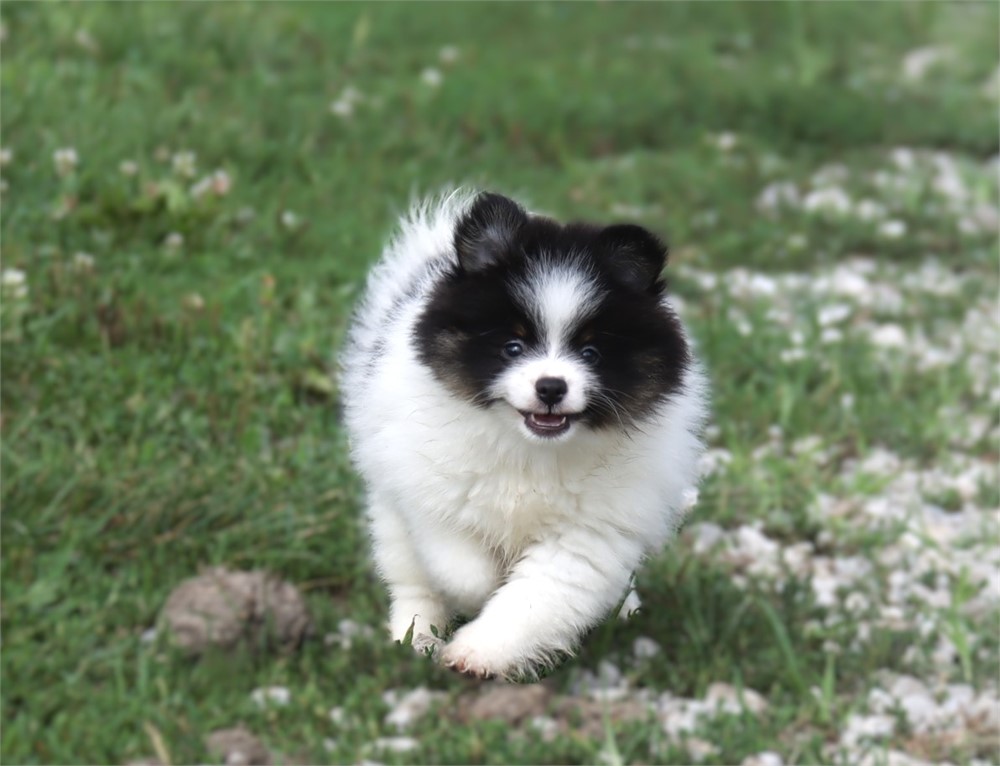 Female Pom