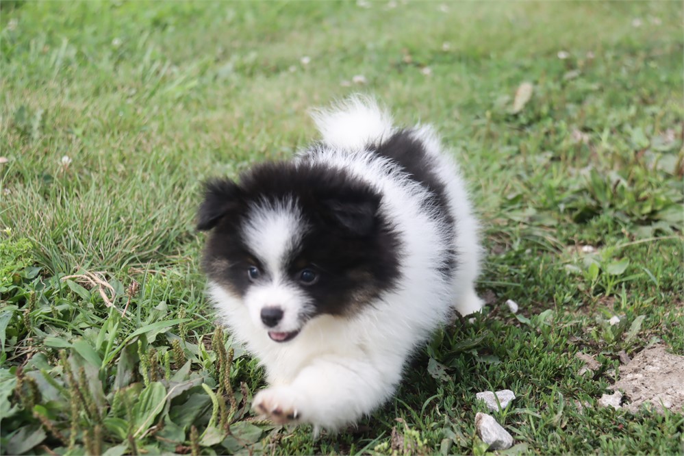 Female Pom