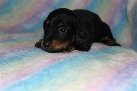 Mini Dachshund